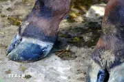 Ngành chăn nuôi chủ động ứng phó nguy cơ nhiễm virus lở mồm long móng chủng mới