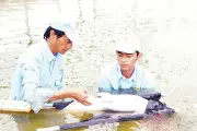 Ngành thủy sản Việt Nam chuyển hướng: Từ sản lượng sang giá trị gia tăng