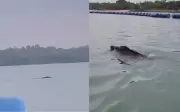 Nhóm chèo kayak Singapore hoảng loạn khi gặp 'quái vật' đen, hóa ra là lợn rừng bơi lội