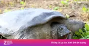 Những loài động vật quý hiếm nhất hành tinh chỉ còn vài cá thể cuối cùng