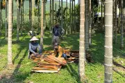 Nhật mở cửa bán kiểm, người dân Việt kiếm hàng trăm nghìn đồng mỗi ngày