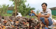 Nông dân Nghệ An chờ hỗ trợ sau bão: Hồ sơ chậm, nợ nần chất chồng