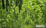 Nông dân Nghệ An làm giàu từ mô hình trồng bí xanh hữu cơ quy mô lớn