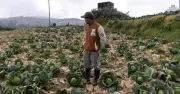 Nông dân Philippines bỏ mặc rau thối rữa vì chi phí leo thang, lạm phát đẩy vào bế tắc