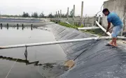 Nông dân Quảng Trị mạo hiểm chuyển đổi từ nuôi tôm sang ốc hương, thu lãi hơn 1 tỷ đồng