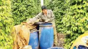 Nông nghiệp Lâm Đồng đối mặt thách thức kép: Giá vật tư tăng và thời tiết cực đoan