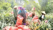 Pú Nhung chuyển mình nhờ chuyển đổi cơ cấu cây trồng, đời sống nông dân thay đổi