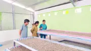 Phụ Nữ Cao Bằng Làm Giàu Từ Nghề Trồng Dâu Nuôi Tằm, Thu Nhập Hàng Chục Triệu Mỗi Lứa