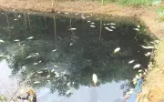 Phú Thọ: Kênh nước đen kịt, cá chết hàng loạt gần khu xử lý rác ở Trạm Thản