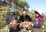 Phân bổ vốn ngân sách địa phương cho xây dựng nông thôn mới giai đoạn 2026-2030