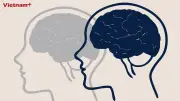 Phát hiện cơ chế tích hợp thông tin vào ngôn ngữ không gian chung của não bộ