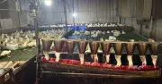 Phát hiện lò giết mổ gia cầm 'siêu bẩn' tại TP.HCM
