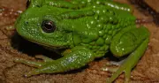 Phát hiện loài ếch mới Gastrotheca mittaliiti ở Amazon, đối mặt nguy cơ tuyệt chủng