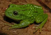 Phát Hiện Loài Ếch Túi Mới Gastrotheca mittaliiti Ở Rừng Amazon Peru