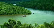 Phát hiện loài thạch sùng dẹp Ấn Độ – Thái Bình Dương lần đầu được xác nhận tại Việt Nam