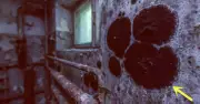 Phát hiện nấm đột biến ở Chernobyl có khả năng ăn bức xạ hạt nhân