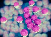 Phát hiện vi khuẩn đường ruột có khả năng bảo vệ cơ thể trước hội chứng COVID kéo dài