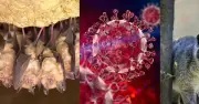 Phát hiện virus corona mới ở dơi châu Phi có khả năng xâm nhập tế bào người