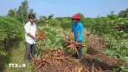Phát triển chuỗi liên kết bền vững cho sản xuất cồn sinh học ethanol tại Việt Nam