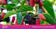 Quả dâu tằm: 'Thần dược' bổ gan thận mọc dại ở Việt Nam