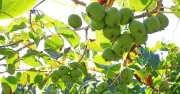 Quả Sarunashi Nhật Bản: Phát hiện mới về khả năng chống ung thư đầy hứa hẹn