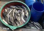 Quảng Ngãi: Cá bớp chết bất thường lan rộng tại đặc khu Lý Sơn