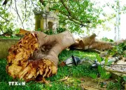 Quảng Ngãi: Hàng chục người thoát chết khi nhánh đá cổ thụ gãy đổ