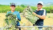 Quảng Ngãi: Mô Hình Liên Kết 'Ba Nhà' Thúc Đẩy Phát Triển Kinh Tế Miền Núi
