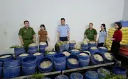 Quảng Ninh bắt giữ 2 cơ sở bán 160 tấn giả dỗ ngâm chất tăng trưởng