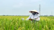 Quyền Tự Để Lại Hạt Giống Của Nông Dân Theo Luật Sở Hữu Trí Tuệ
