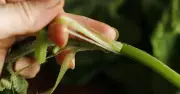 Rau bí: Kho tàng dinh dưỡng và lợi ích sức khỏe không ngờ