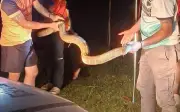 Rắn hổ mang chúa 4 mét xâm nhập nhà dân ở Thái Lan, đội cứu hộ giải cứu thành công