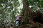 Rừng Pơ Mu tại xã Hưng Sơn: Di sản sống phía Tây thành phố Đà Nẵng