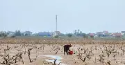Rừng phòng hộ ven biển Hà Tĩnh chết khô hàng loạt, đe dọa an toàn đê biển
