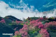 Sa Pa Lọt Top 53 Thị Trấn Đẹp Nhất Thế Giới: Bí Quyết Từ Thiên Nhiên Và Văn Hóa