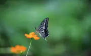 Sinh vào tháng âm lịch này, sau 30 tuổi tài lộc bùng nổ, thu nhập tăng vọt