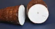 Sắn: Loài Cây Kịch Độc Trở Thành Nguồn Lương Thực Cứu Sinh Hàng Triệu Người