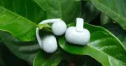 Từ cách ly âm thanh đến kết nối môi trường: Cuộc cách mạng tai nghe mở tại đô thị Việt