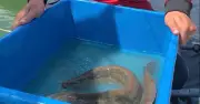 Từ dược sĩ đến nông dân: Hành trình khởi nghiệp với cá chạch lấu của anh Tuấn
