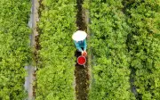 Ớt rớt giá thảm hại, nông dân xã Hoa Lộc lao đao