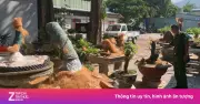 Tịch thu 42 cây mai vàng không rõ nguồn gốc tại Côn Đảo, chủ sở hữu bị phạt 3 triệu đồng