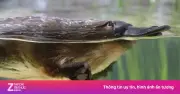 Thú mỏ vịt: Loài động vật 'vô lý' nhất hành tinh với cấu trúc sinh học kỳ dị