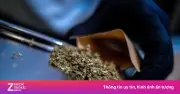 Thái Lan Chấm Dứt Thời Kỳ 'Cần Sa Tự Do', Buộc Chuyển Đổi Sang Mô Hình Y Tế