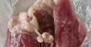 Thái Nguyên chỉ đạo điều tra nghiêm vụ thịt lợn bệnh tại trường mầm non Hòa Bình