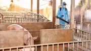 Thiếu hụt nhân lực thú y trầm trọng tại Gia Lai, đe dọa ngành chăn nuôi