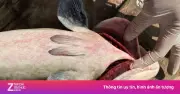 Thảm Họa Nuôi Trồng: 60 Tấn Cá Bớp Chết Bất Thường Ở Đặc Khu Lý Sơn