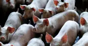 Thịt Lợn Trung Quốc: Dư Thừa Cung Và Nghịch Lý Của Nông Nghiệp Công Nghiệp Hóa