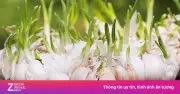 Tỏi mọc mầm có ăn được không? Lợi ích và lưu ý sức khỏe
