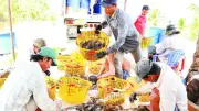 Tôm Càng Xanh Biến Vùng Đất Phèn Mặn Kiên Giang Thành Miền Quê Đáng Sống