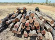 Tăng cường quản lý bảo vệ rừng giáp ranh giữa Đắk Lắk với Gia Lai